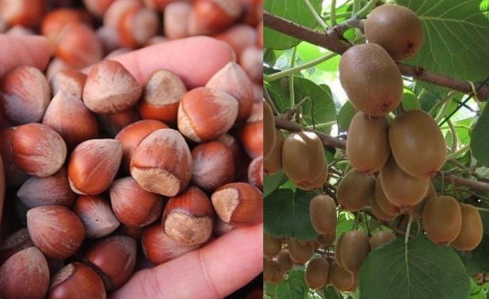 TÜİK verileri açıklandı! Fındık ve kivi üretimi artacak