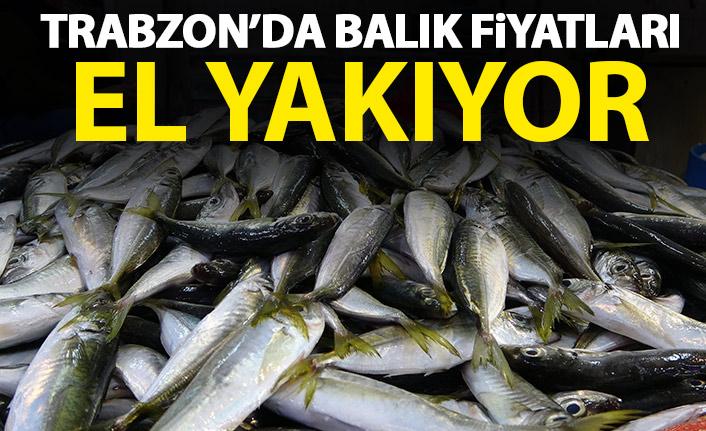 Trabzon'da balık fiyatları el yakıyor