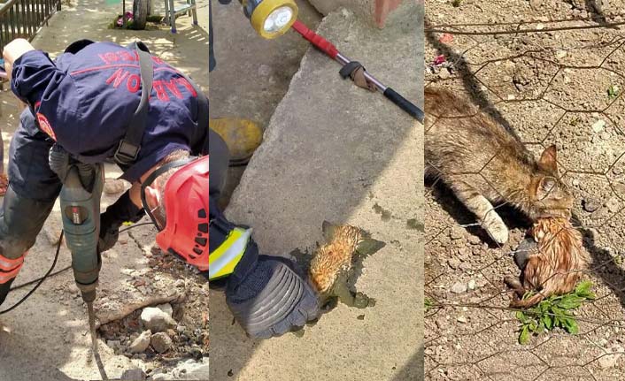 Yavru kediyi itfaiye kurtardı