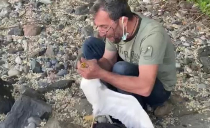 Trabzon'da kurtardığı martılar böyle karşılık verdi