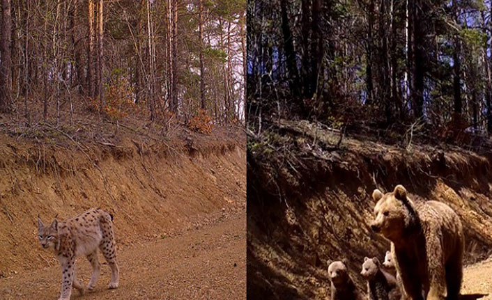 Nesli tükenme tehlikesinde olan vaşak fotokapana takıldı