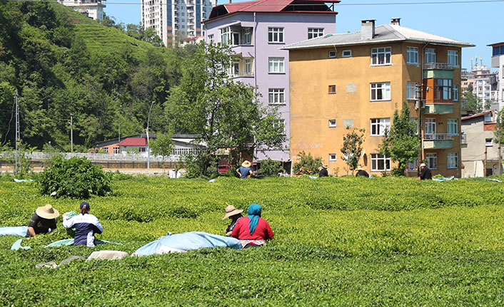 Alım kapasitesini aşan ÇAYKUR'dan üreticilere uyarı: Acele etmeyin!
