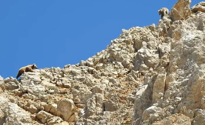 Anne ayı yavrusunu böyle korudu