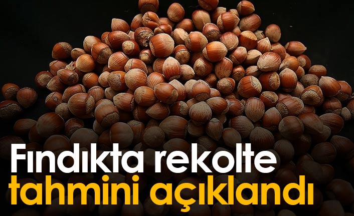 Fındıkta rekolte tahmini açıklandı