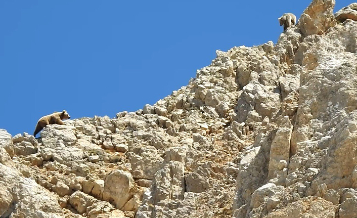 Anne ayının yavrusunu koruma çabası