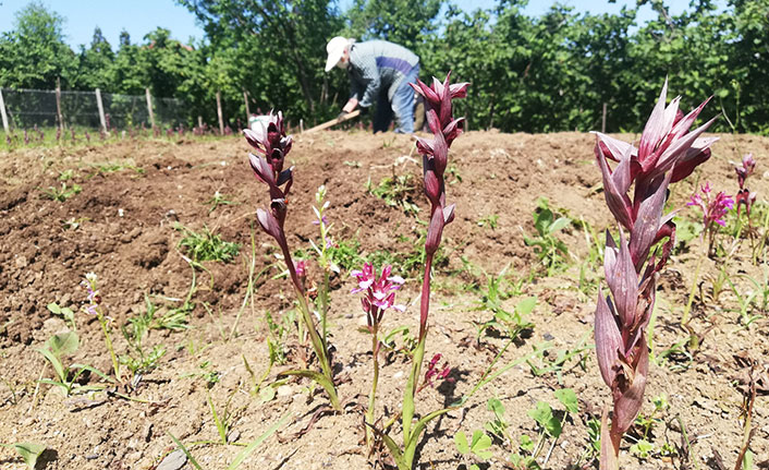 Fındık bahçesinde yetiştirilen bu ürüne talep yoğun