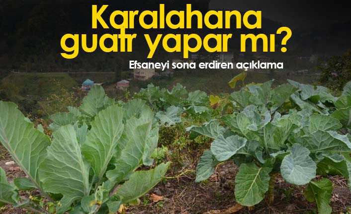 Karalahana guatr yapar mı?