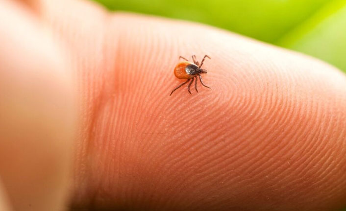 Bacağındaki keneyi kendisi çıkaran kadın yoğun bakıma alındı