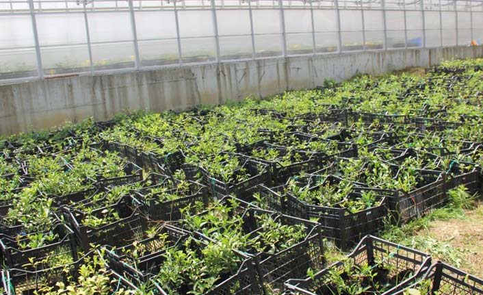 Çay genotipleri Çay Gen Havuzu'nda toplandı