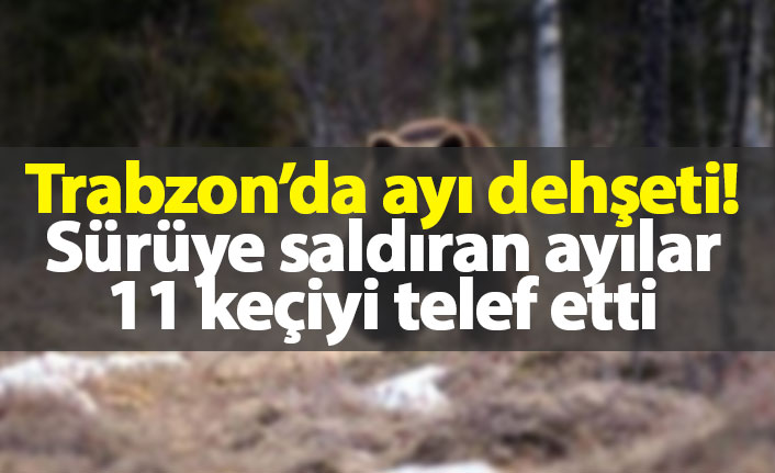 Trabzon'da ayı dehşeti! 11 keçi telef oldu