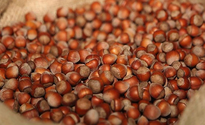 535 bin 691 ton fındık işlem gördü