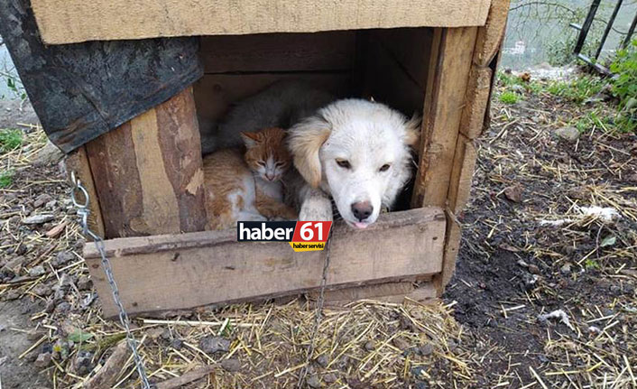 Trabzon’da ilginç görüntü! Kedi ile köpek aynı kulübede yaşıyor