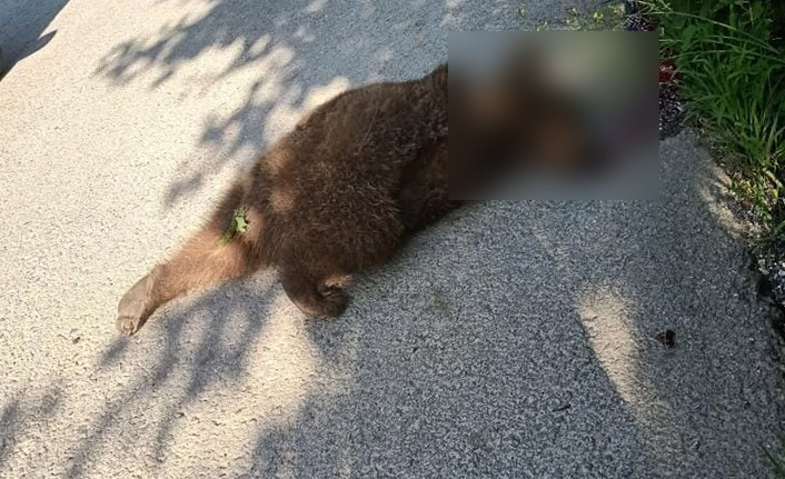 Trabzon’da aracın çarptığı ayı yavrusu telef oldu