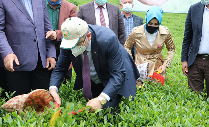 Trabzon'da çay hasadı törenle başladı