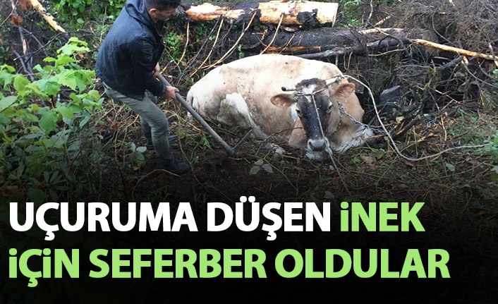 Uçuruma düşen inek için seferber oldular