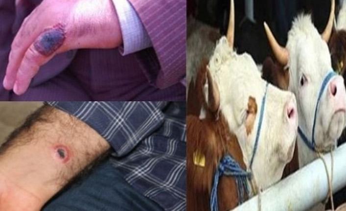 Bakanlık harekete geçti: 'Şarbon için tazminat ödenecek'