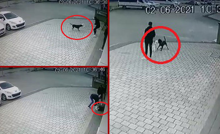 Tasmasız dolaştırılan pitbull dehşet saçtı