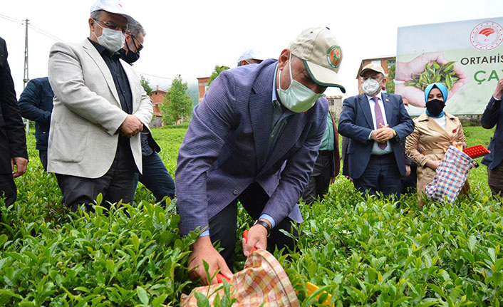 Selahaddin Çebi: "Çay fiyatı tarihin en iyisi"