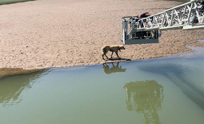 Trabzon’da itfaiyeden köpek kurtarma operasyonu