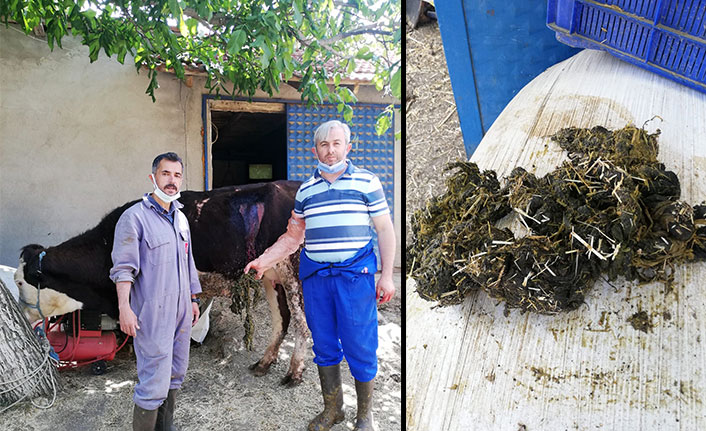 İneğin karnından 2 kiloluk urgan çıktı