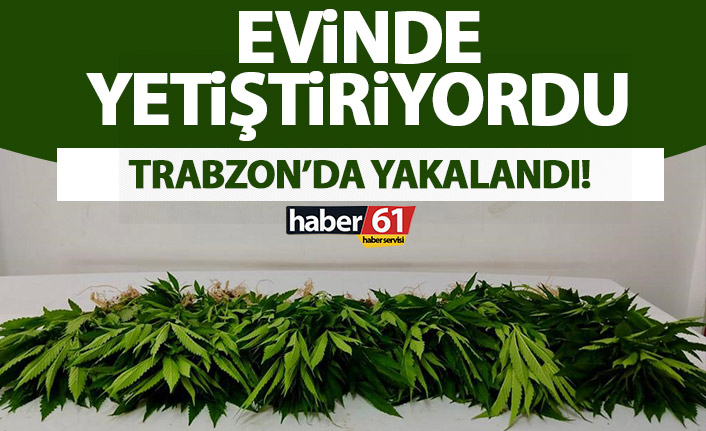 Trabzon’da evinde yetiştiriyordu! Yakayı ele verdi