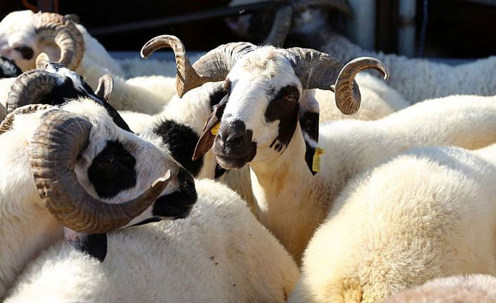 Diyanet'ten flaş açıklama! Kurban kesim bedelleri belli oldu