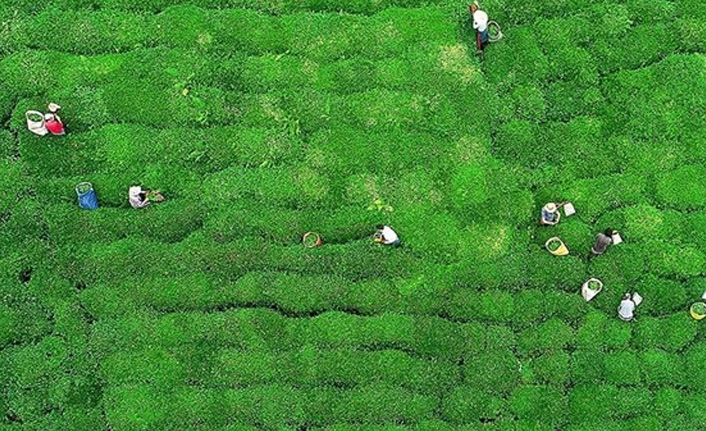 Çaydan 8,5 milyon dolar gelir