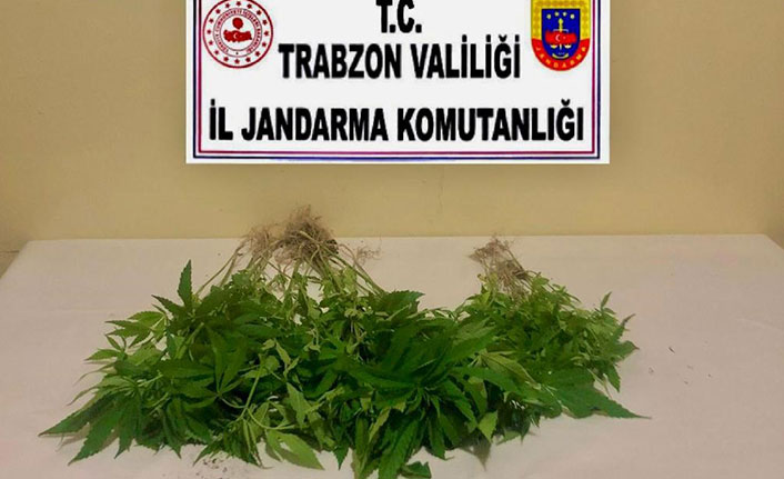 Trabzon’da46 kök  Hint keneviri yakalandı. 16 Haziran 2021