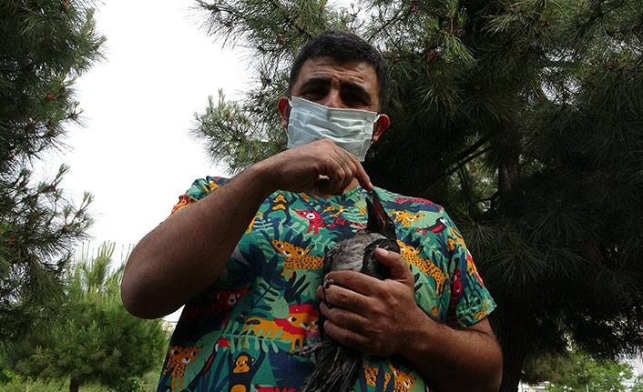 Trabzon'da karganın vefası