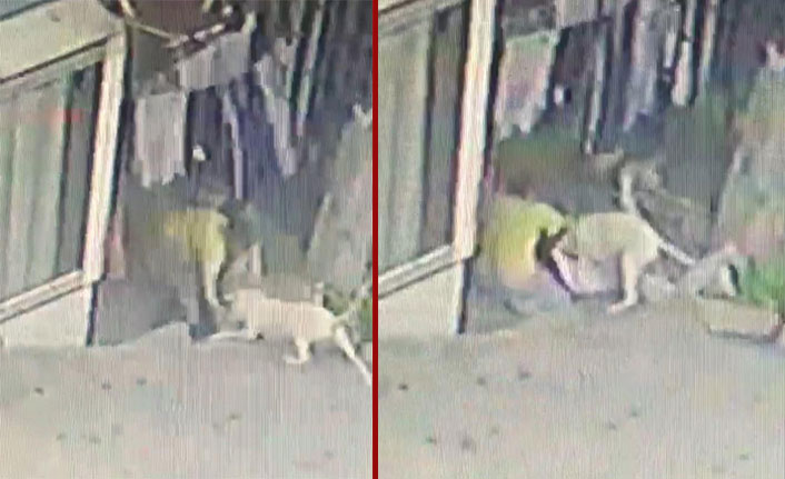 Pitbulllar dehşet saçtı! 16 yaşındaki kız ağır yaralandı
