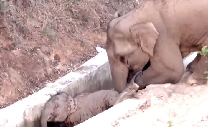 Çin’de su kanalına düşen yavru fili başka bir fil kurtardı