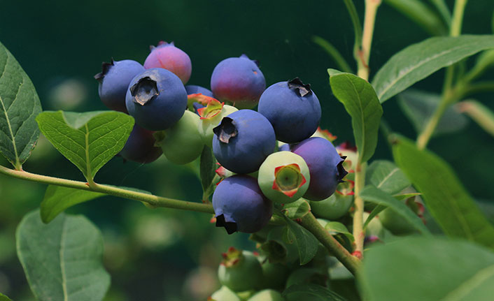Trabzon'da likarba olumlu sonuç verdi!