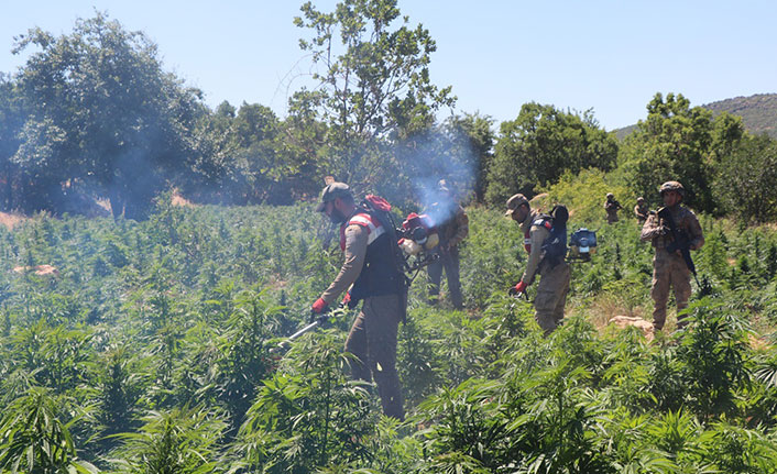 Diyarbakır'da 22 milyon kök kenevir ele geçirildi