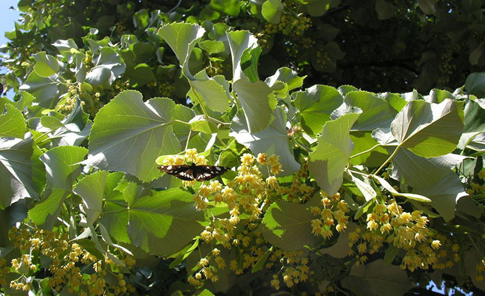 Ihlamur ile ekonomiye 30 milyon TL’lik katkı