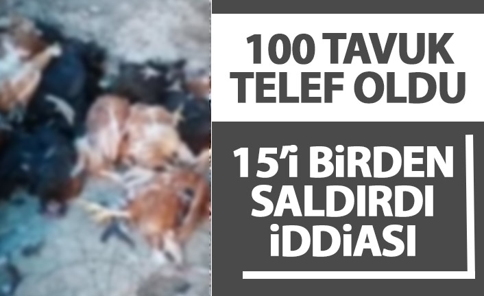 Trabzon'da köpeklerin saldırdığı tavuklar telef oldu