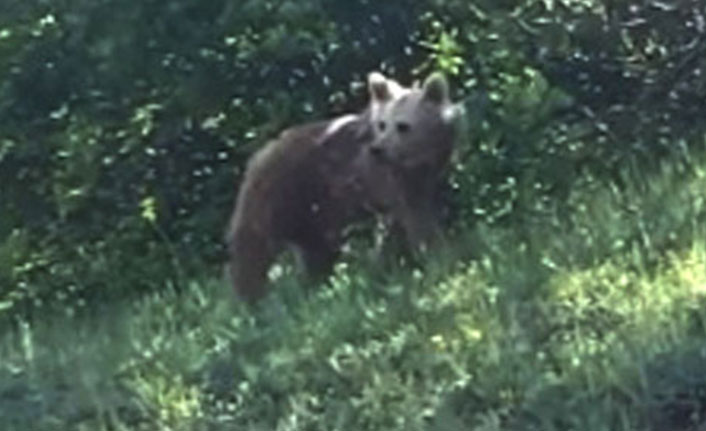 Yolda gördüğü ayıyı 'Gel sana muz verecem' diyerek çağırdı