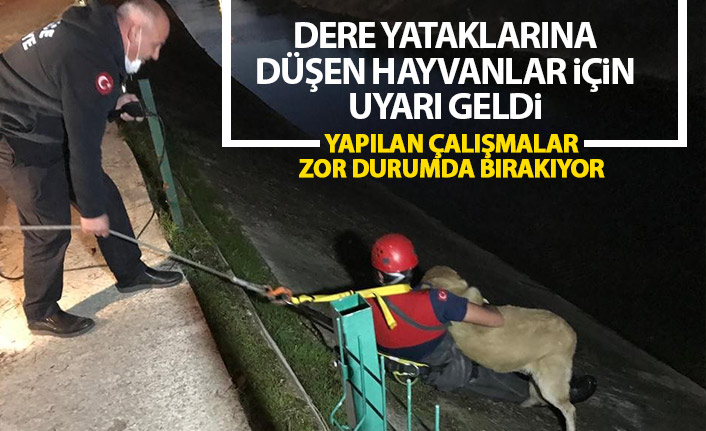 Dere yataklarına düşen hayvanlar için uyarı geldi: Yapılan çalışmalar zor durumda bırakıyor