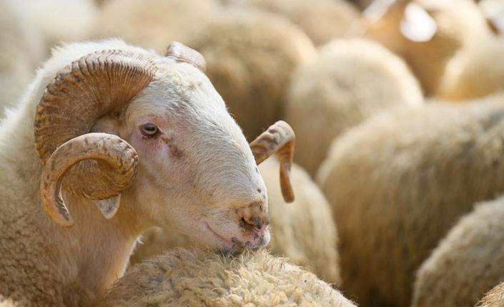 Kurban satış ve kesimine yönelik kurallar açıklandı