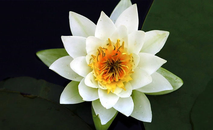 Kızılırmak Deltası'nın kutsal çiçekleri ziyaretçilerini bekliyor