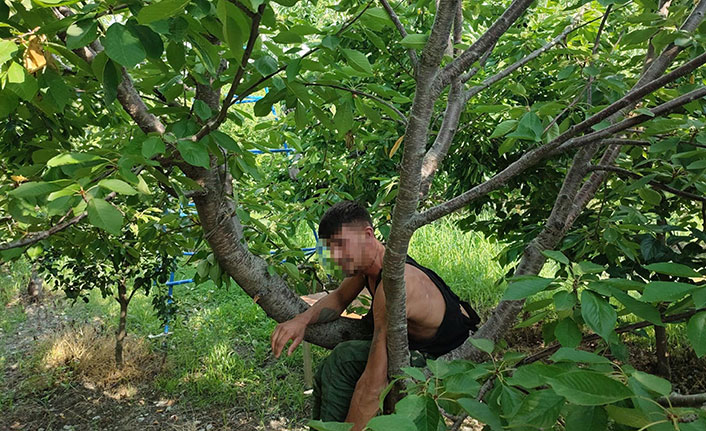 Firari suçlu kiraz ağacında yakalandı