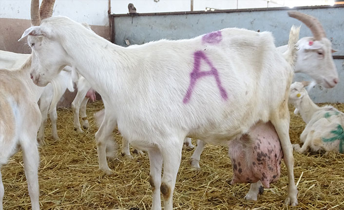İnekten fazla süt veren keçi rekor kırdı