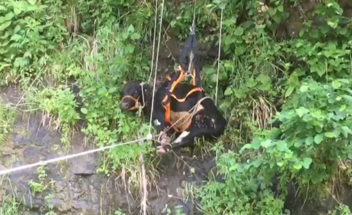 Trabzon'da mahsur kalan inekler için seferberlik