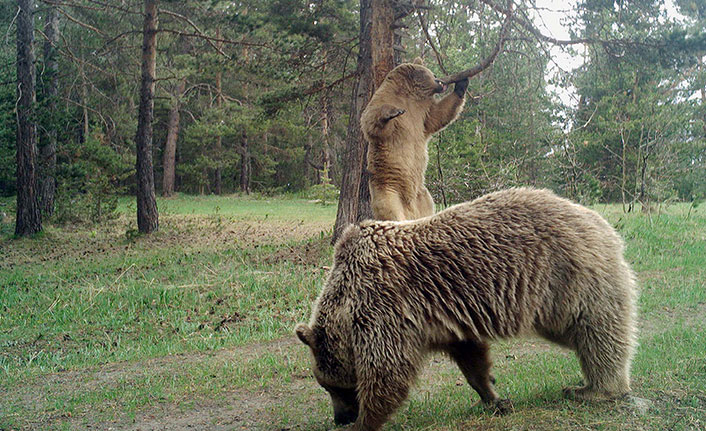 Doğu Karadeniz'de ayı sorununa ilginç çözüm: Bağırarak şarkı söyleyin