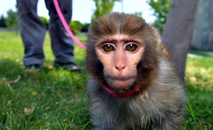 Ordu'da inşaatta maymun bulundu!