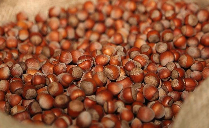 Fındık fiyatı ne kadar olacak? Ömer Hacısalihoğlu'ndan öneri geldi