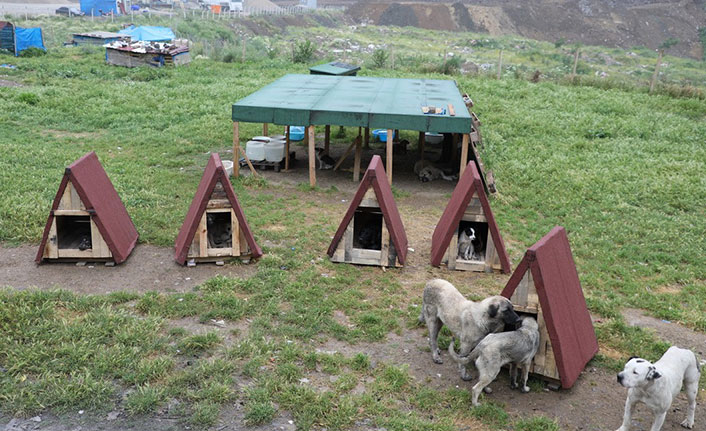 Sokak hayvanları yeni kulübelerine kavuştu