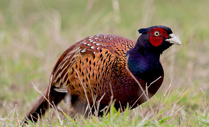Trabzon dahil 13 ilde kenelerle mücadele edecekler