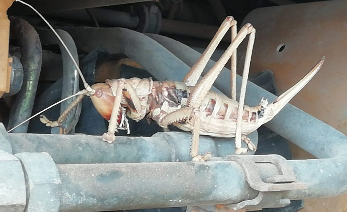 Bu çekirgeyi görenler gözlerine inanamadı