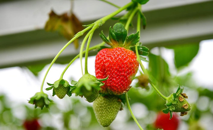 Trabzon'da 250 ton çilek üretimi bekleniyor