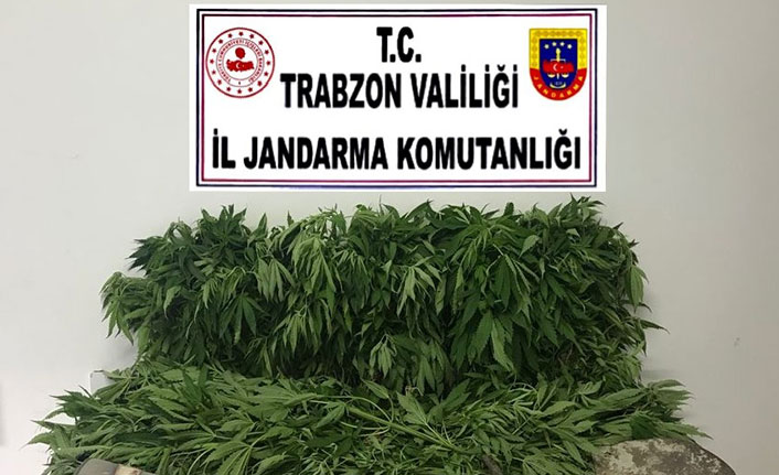 Trabzon’da operasyon! İki suç bir arada
